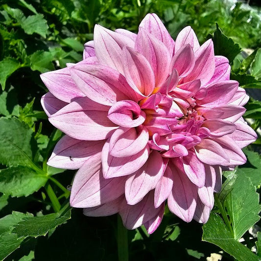 KA's Mocha Jake Dahlia