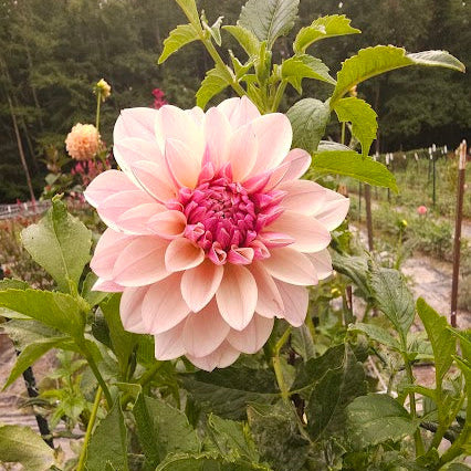 KA's® Penny Lane Tuber - LIIMIT 1 * PLEASE READ DESCRIPTION!
