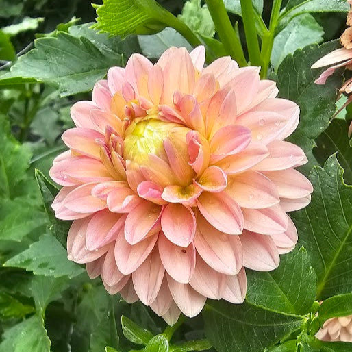 KA's® Boho Peach Dahlia - LIMIT 1 * PLEASE READ