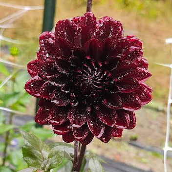 Karma Choc Dahlia