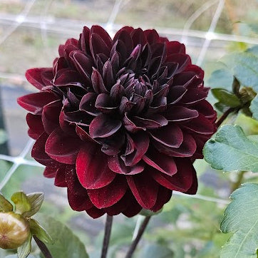 Karma Choc Dahlia