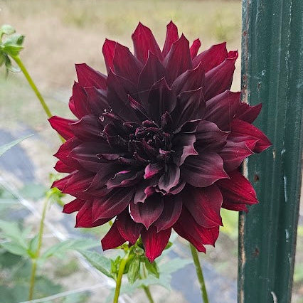 Knight Hawk Dahlia
