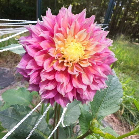 Kogane Fubuki Dahlia