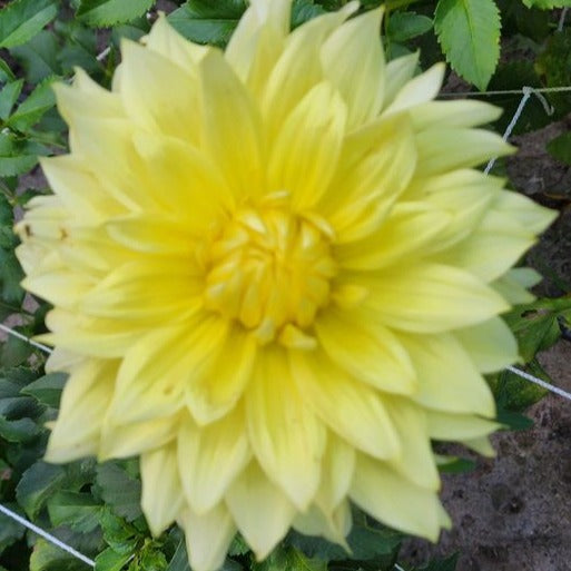 La Luna Dahlia