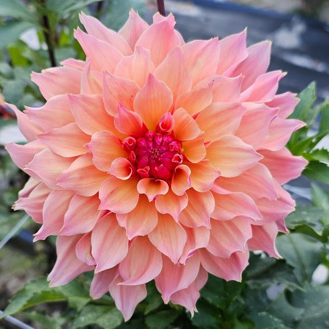 Labyrinth Dahlia