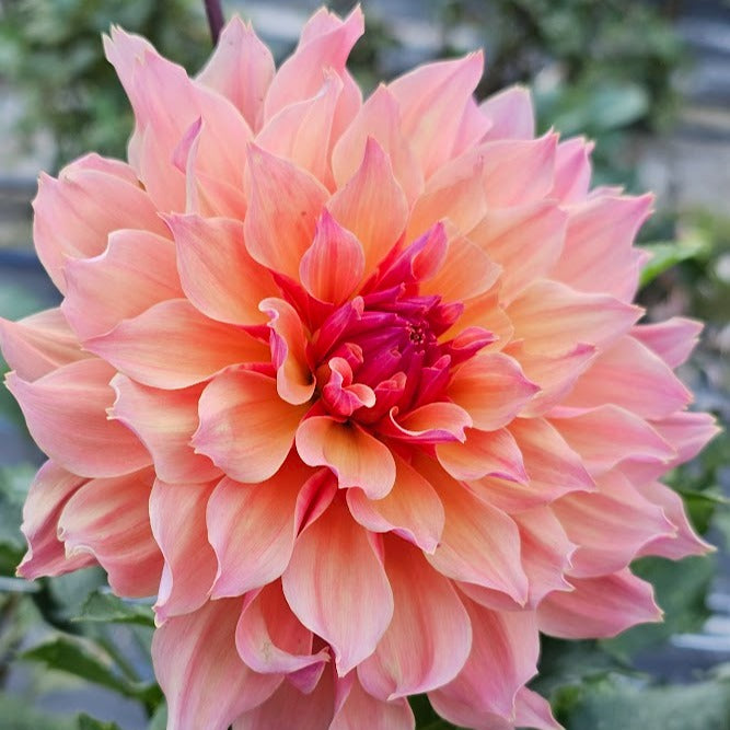 Labyrinth Dahlia