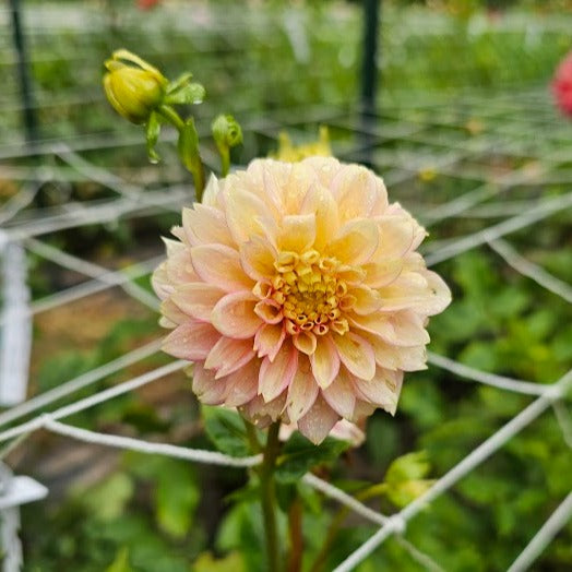 Lakeview Lucky Dahlia