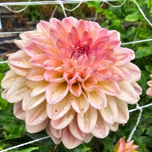 Lark's Ebbe Dahlia