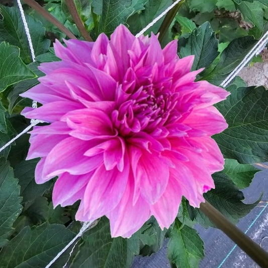 Lavender Perfection Dahlia