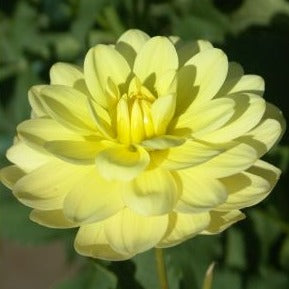 Lemonade Dahlia