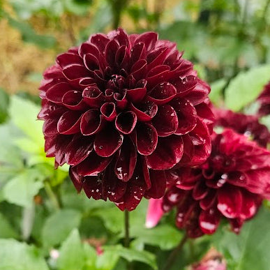 Lights Out Dahlia