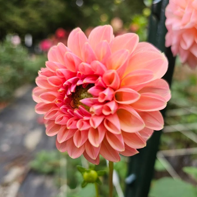 Linda's Baby Dahlia