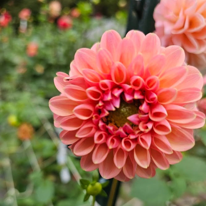 Linda's Baby Dahlia