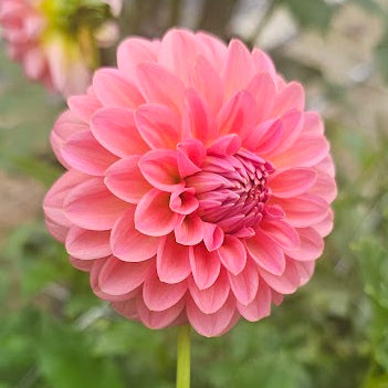 Linda's Baby Dahlia