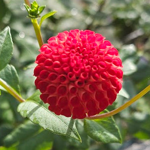 Lupin Britain Dahlia