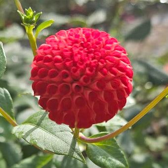 Lupin Britain Dahlia