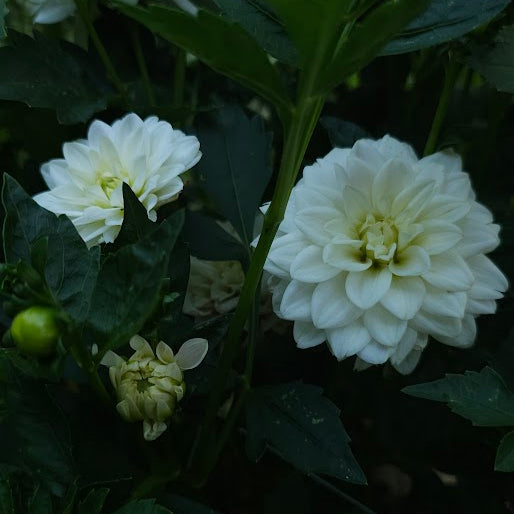 Lutt Wichen Dahlia