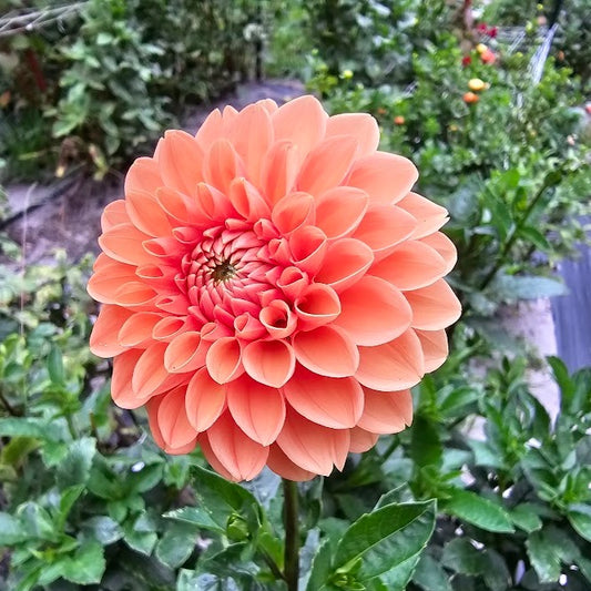 Maarn (Sylvia) Dahlia