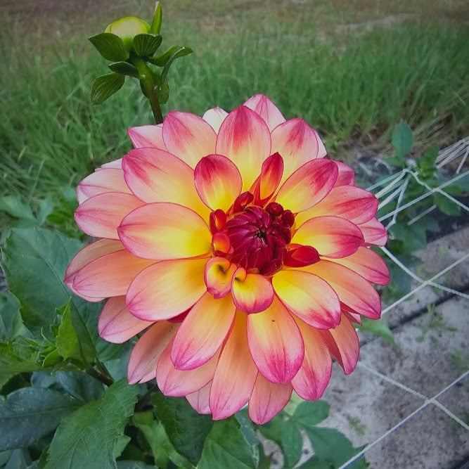 Mai Tai Dahlia