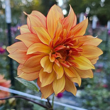 Mary P Dahlia