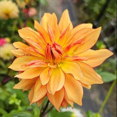Mary P Dahlia
