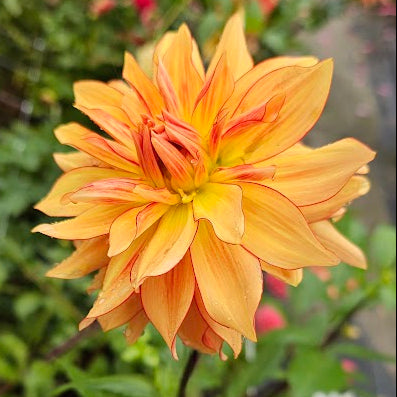Mary P Dahlia