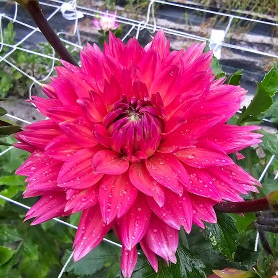 Mero Star Dahlia