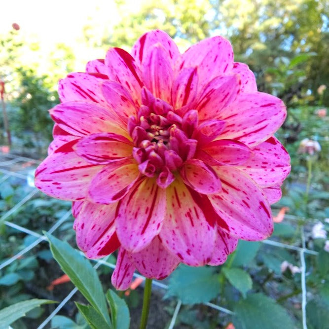 Mingus Toni Dahlia