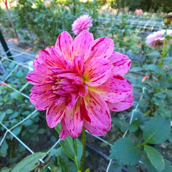 Mingus Toni Dahlia