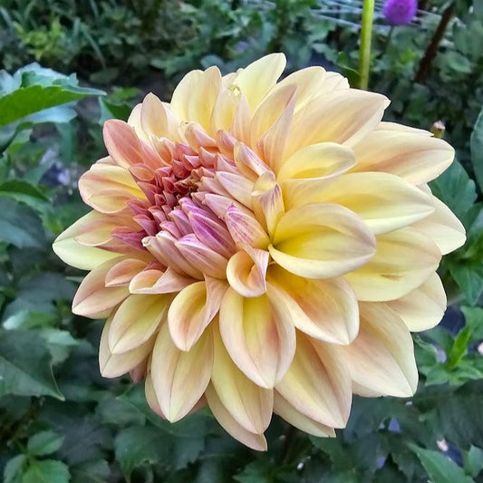 Miss Amara Dahlia