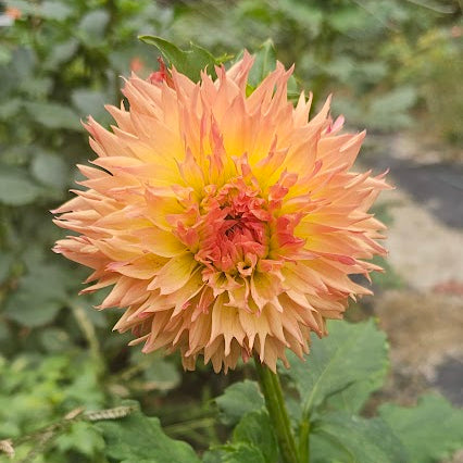 Normandy Orange Fluff Dahlia