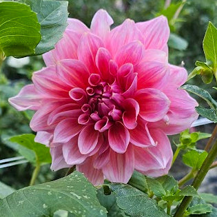 Otto's Thrill Dahlia