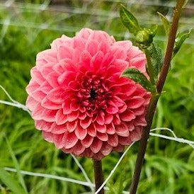 Parkland Tribute Dahlia