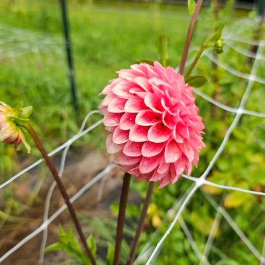 Parkland Tribute Dahlia