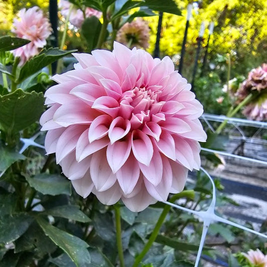 Peaches Dahlia