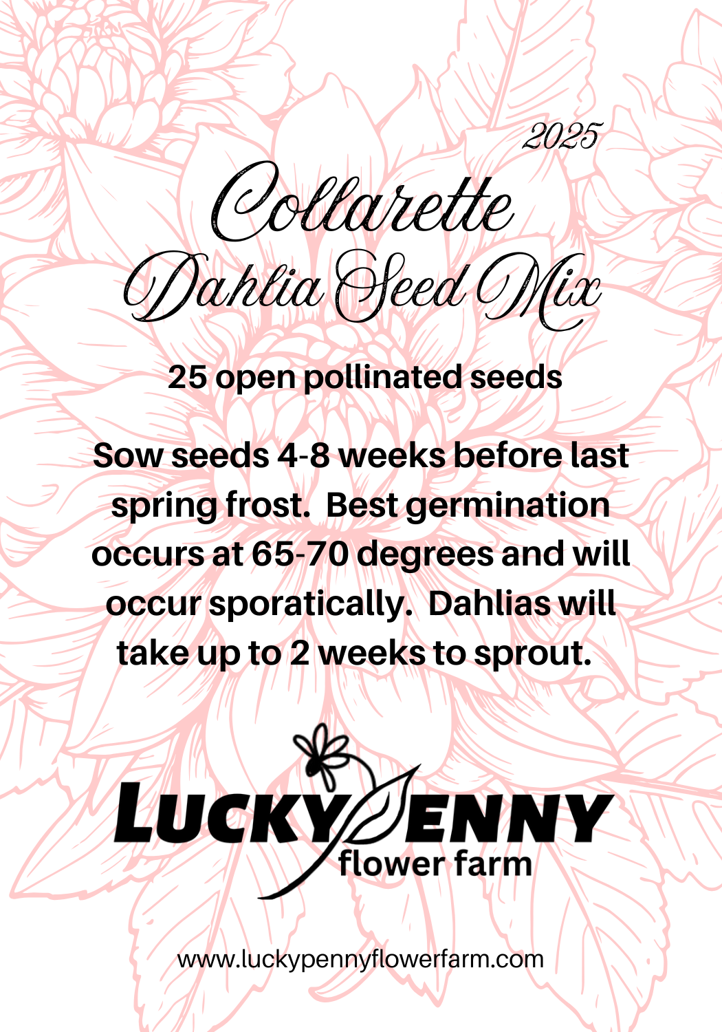 Collarette Dahlia Seed Mix