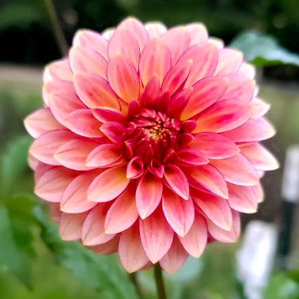 RM Raspberry Twinkle Dahlia