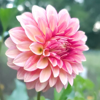 RM Raspberry Twinkle Dahlia