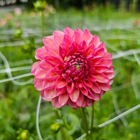 Robin Hood Dahlia