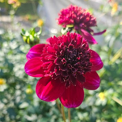 Rock Star Dahlia