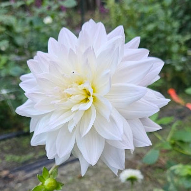 Roque Starburst Dahlia