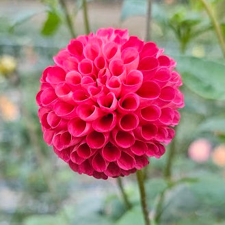 SB's KA's Choice Dahlia