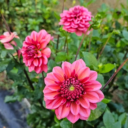 Salmon Runner Dahlia