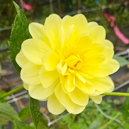 Sandia Joy Tuber