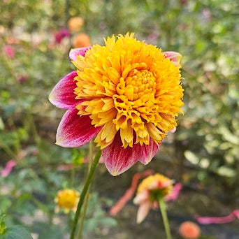 Sandia Panama Dahlia