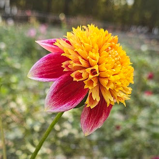 Sandia Panama Dahlia