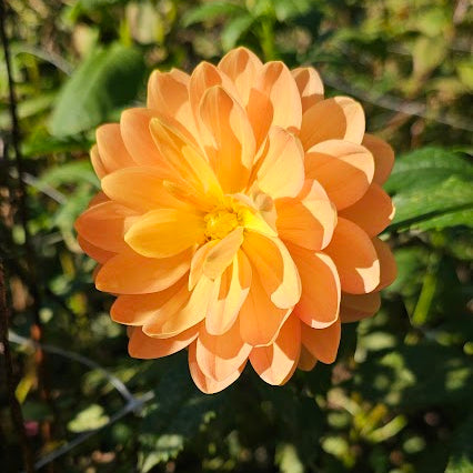 Sandia Susan Dahlia
