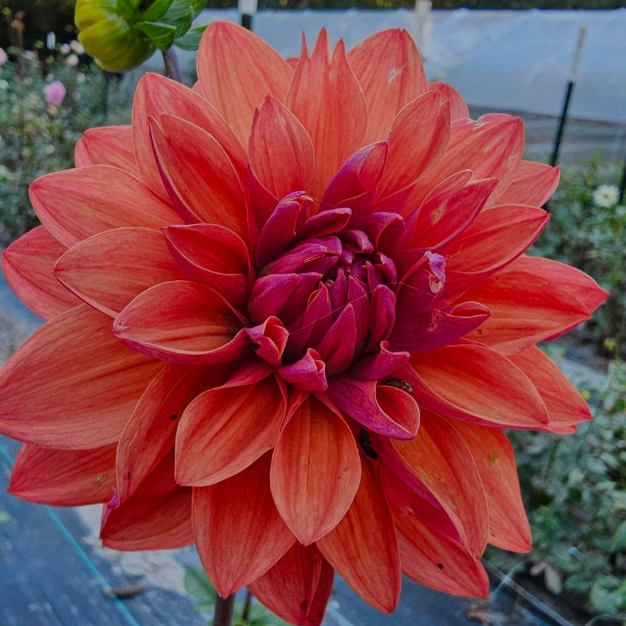 American Dawn Dahlia