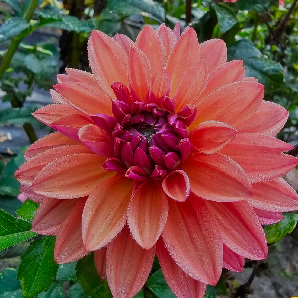 American Dawn Dahlia