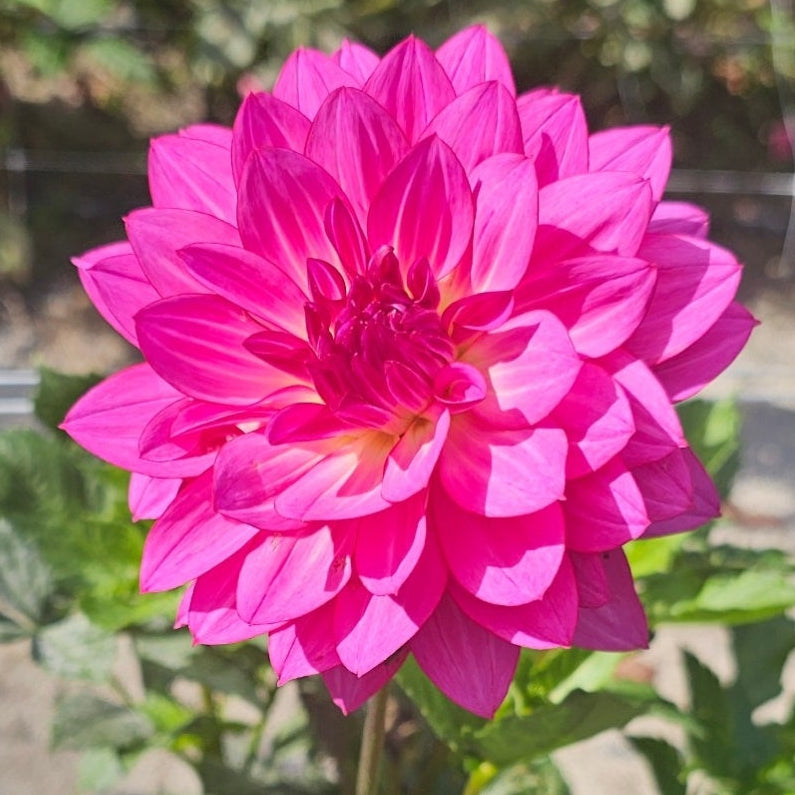 Brushstrokes Dahlia